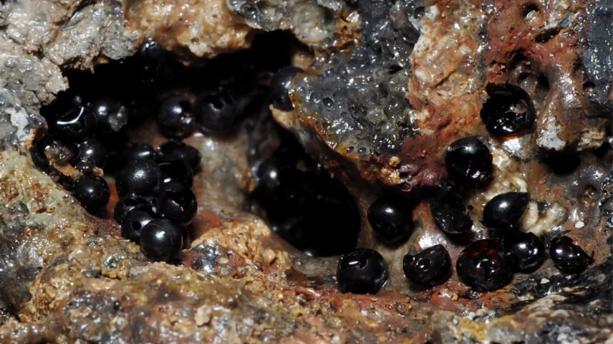 These gross little eggs belong to invertebrates known as flatworms, and were found at a record depth of around 20,000 feet.