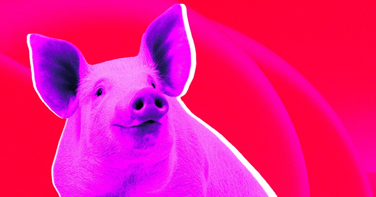 Gene-edited pigs, which are immune to a porcine disease and meant for meat consumption, are nearing federal approval.