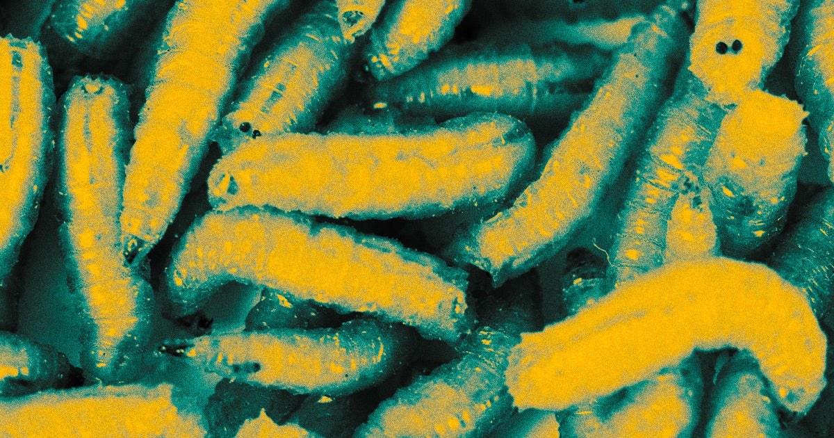 A bunch of maggots rained down on a woman during an international flight — and you won't believe where they came from.