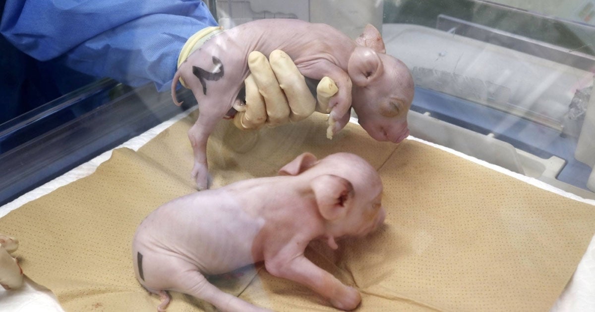 Japanese startup PorMedTec claims to have cloned three piglets to have their organs be viable for transplantation to humans.