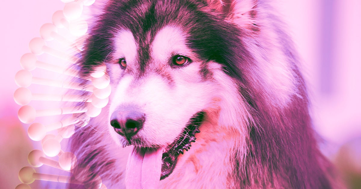An at-home DNA testing kit for dogs claimed that human saliva returned various dog breed results on two separate occasions.