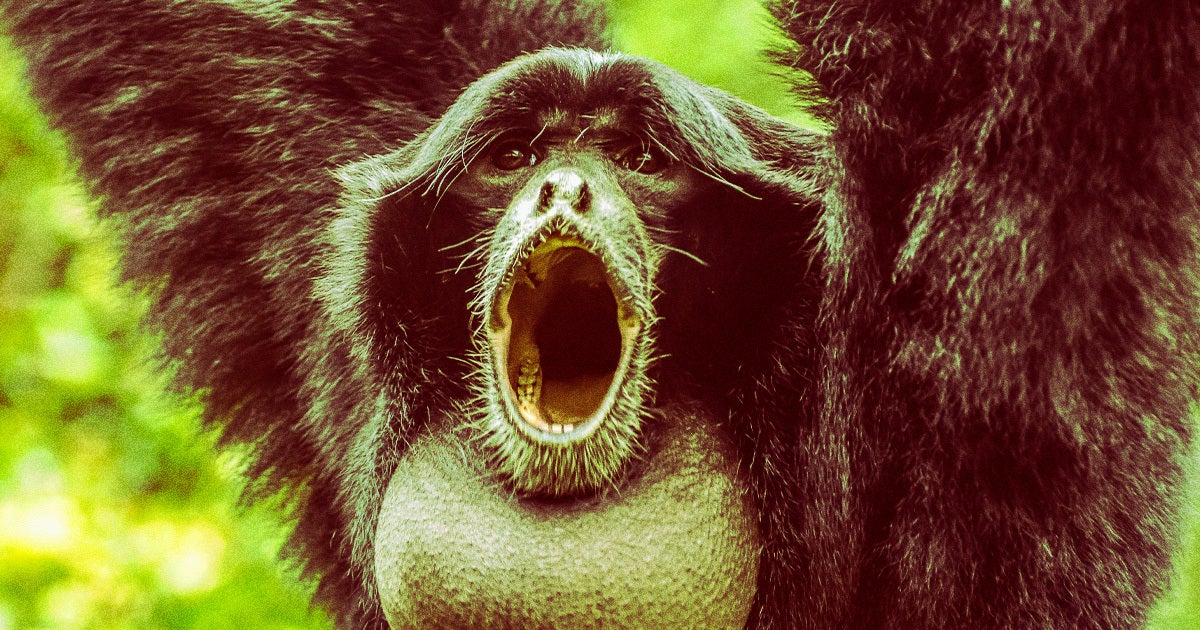 After a rare captivity birth, a family of endangered siamang gibbons were "heard singing together" to celebrate the new arrival.