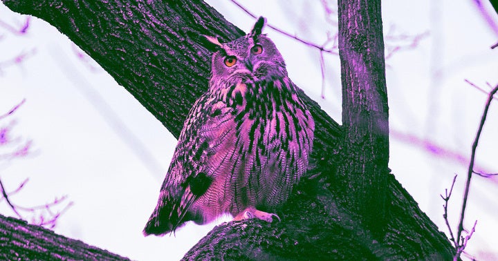 After his tragic death, veterinarians have found underlying illnesses in the body of New York City's beloved owl, Flaco.