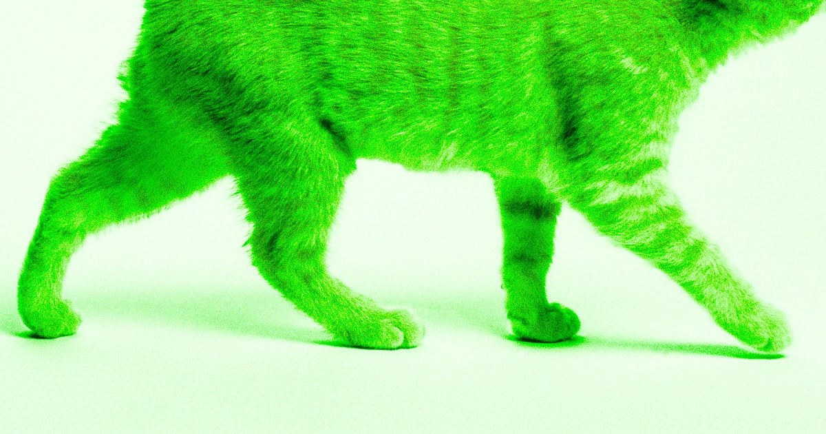 Officials in Japan are on the lookout for a cat that fell into a vat of toxic chemicals and are warning residents not to touch it.