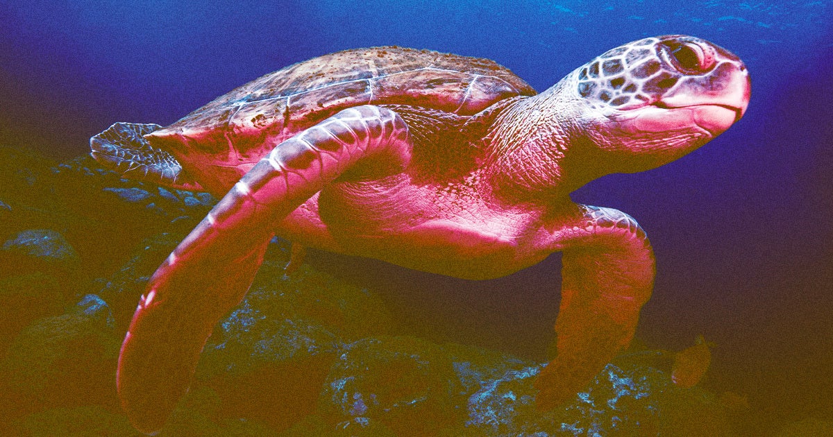 On the Zanzibarian island of Pemba, sea turtle meat is considered a delicacy — but it also, apparently, can poison and kill you.