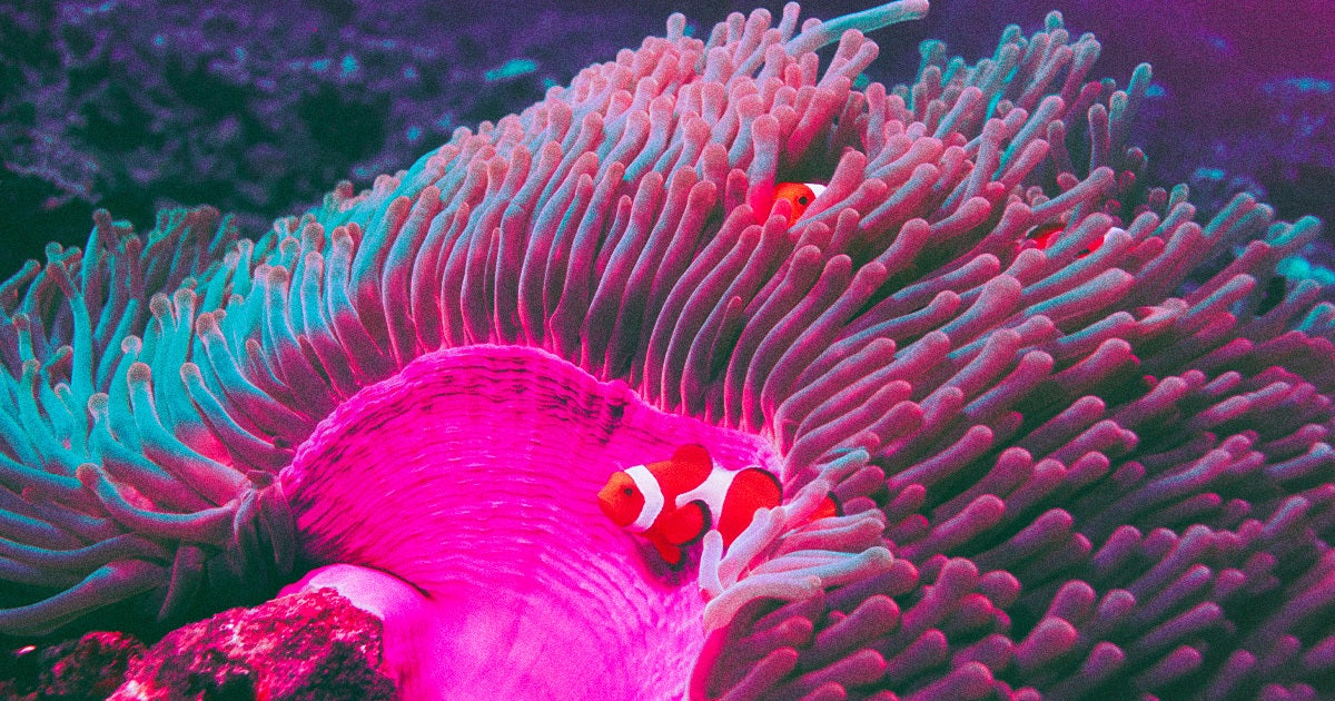 Scientists were able to restore a coral reef in Indonesia in just four years by using specially made steel frames covered with sand.