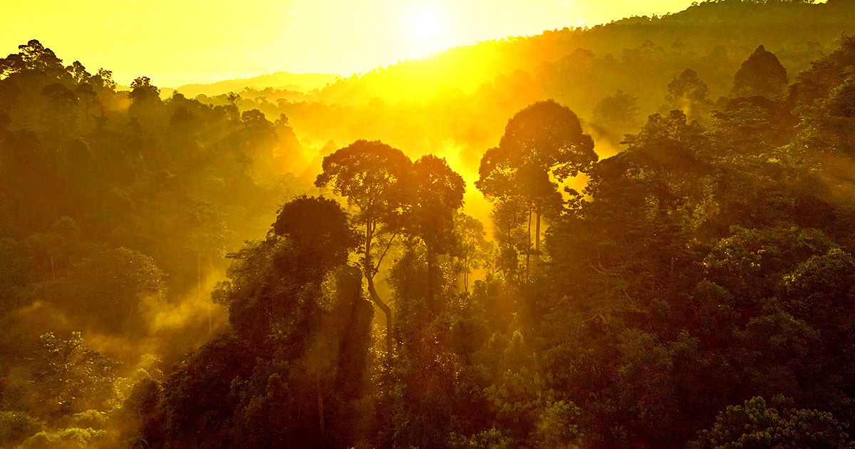 Trees are quite literally "coughing" as they're struggling to keep up with the sheer amount of heat-trapped carbon dioxide in the air.