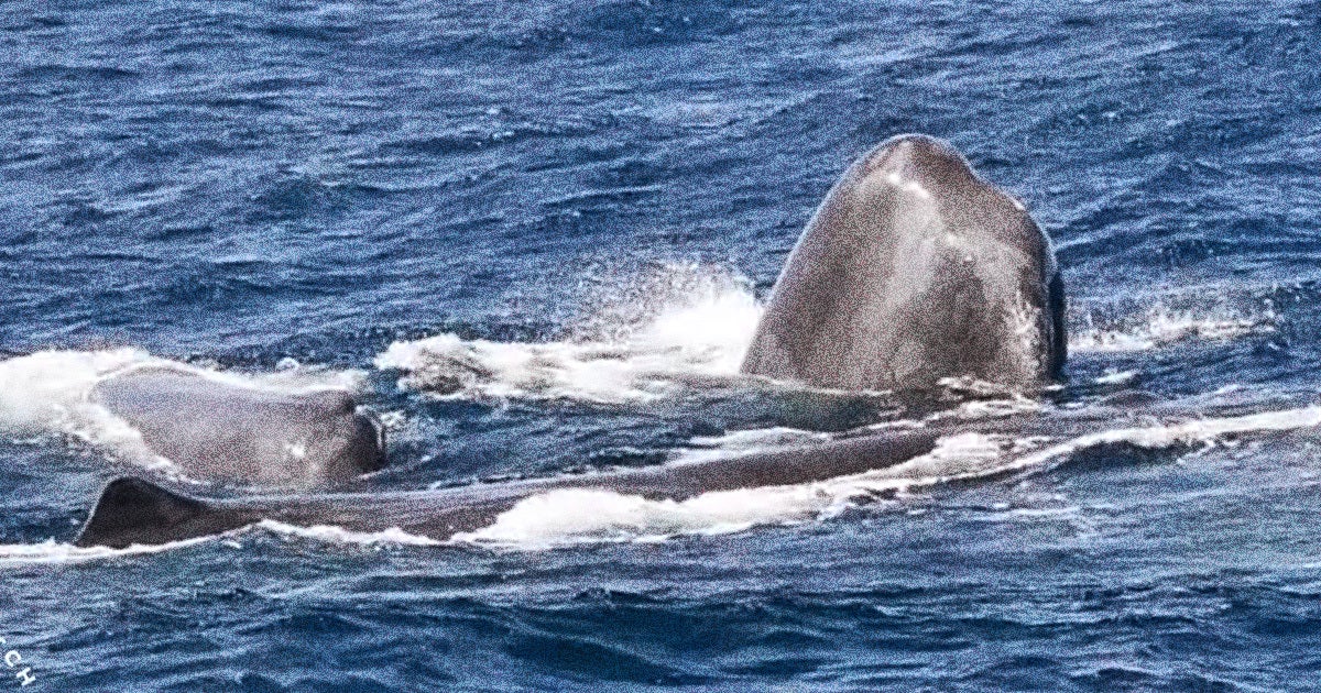 A pod of sperm whales used "defensive defecation" to successfully deter a vicious swarm of orcas off the coast of Western Australia.
