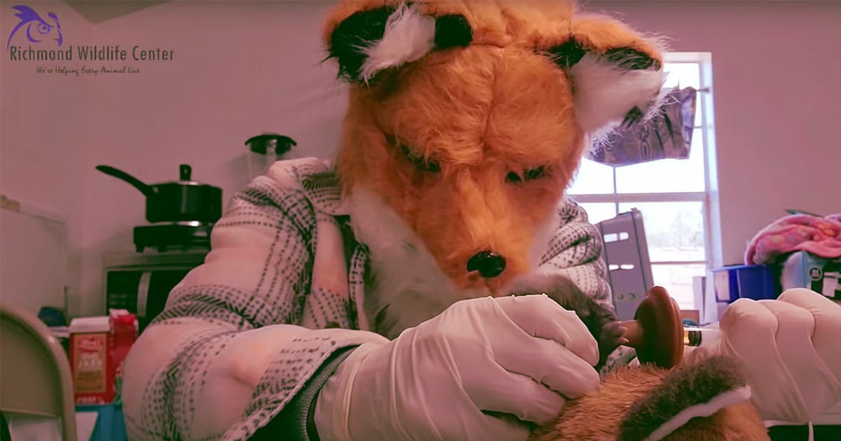 Employees at a wildlife center are wearing a fox mask to help feed a baby fox — and folks are pointing out that it looks like a fursuit.
