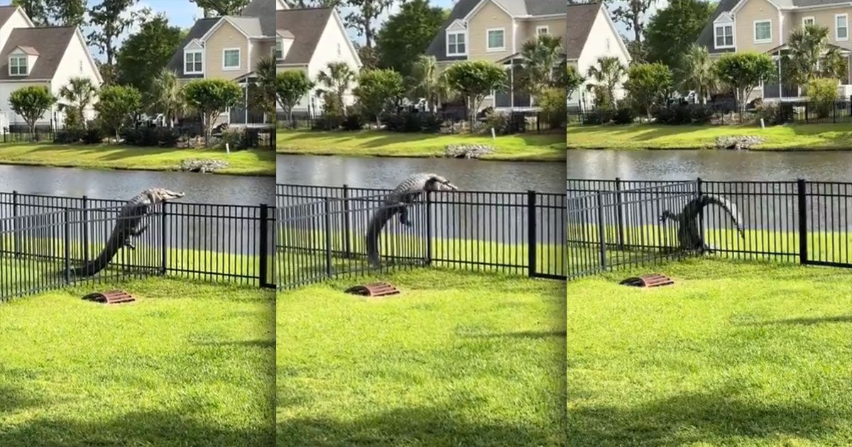 A particularly head-strong alligator had a hell of a time climbing a fence, as seen in a video making its rounds on Reddit.