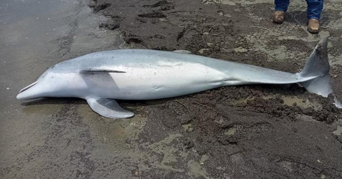 A bottlenose dolphin ended up dead and riddled with bullets on a beach in Louisiana, prompting a $20,000 bounty for the shooter.