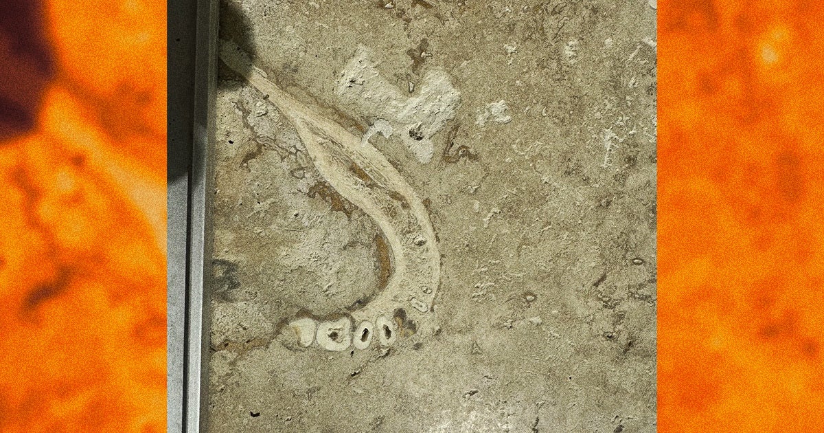 A dentist was in for a huge shock when he looked down at his parents' new tile floor and saw what appeared to be the fossil of a human jaw.