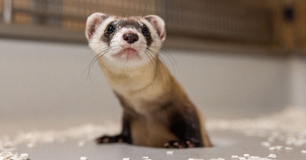 Scientists have cloned two black-footed ferrets called Noreen and Antonia from frozen cells, a big deal for ongoing conservation efforts.