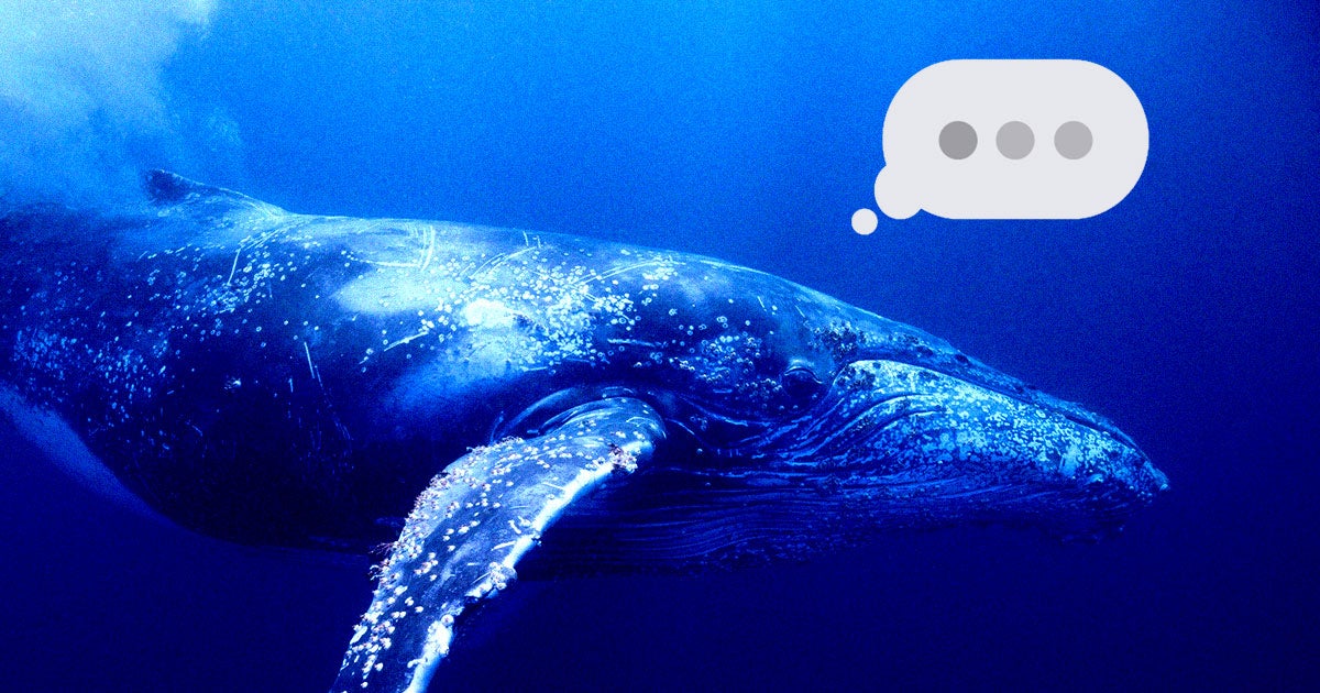A team of scientists from the SETI Institute claims to have had a "conversation" with a humpback whale in Alaska.