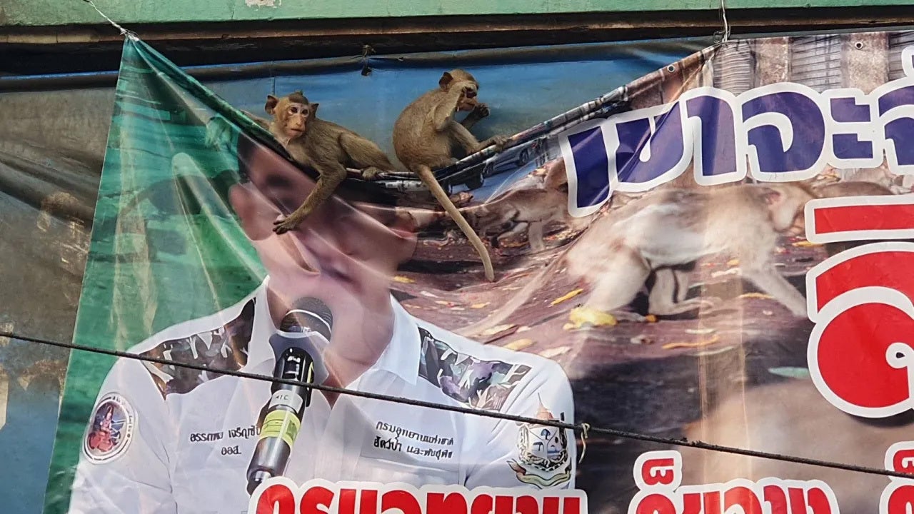In one Thai town, monkeys have become a fiery political issue — and the monkeys themselves are fighting back with a vengeance. 