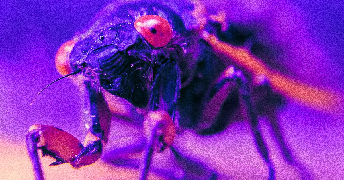 For the first time in centuries, two separate regional "broods" of cicadas are set to arise and invade parts of the United States.