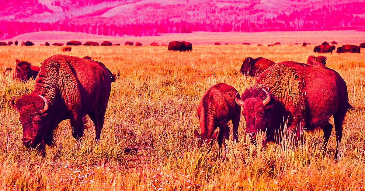 The research explores how the reintroduction of bison into an ecosystem helped boost the overall amount of carbon sucked up by plants.