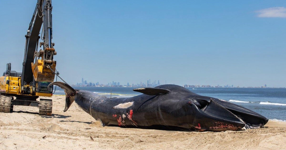 A cruise ship came to port on Saturday with a surprising and stinky stowaway: a dead, rotting whale was found on its bow.