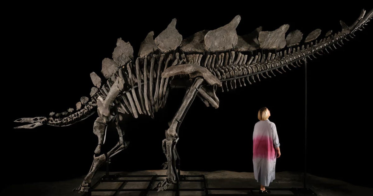 A dinosaur hunter is set to rake in millions of dollars after his find of a 150-million-year-old stegosaurus goes to auction.
