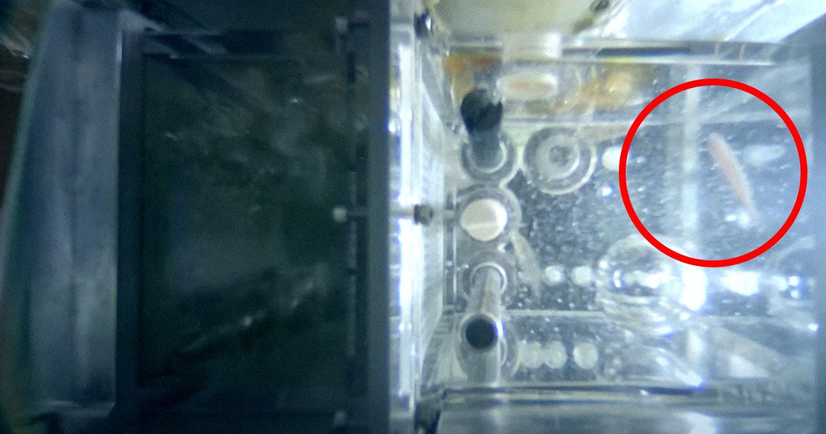 Last month, China sent four zebrafish to its space station Tiangong. And so far, the fish are thriving in the microgravity environment.