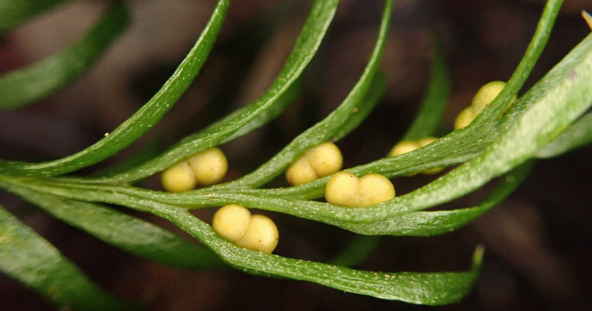 An international team of botanists just discovered the largest genome ever sequenced — in an itty-bitty Pacific fern.