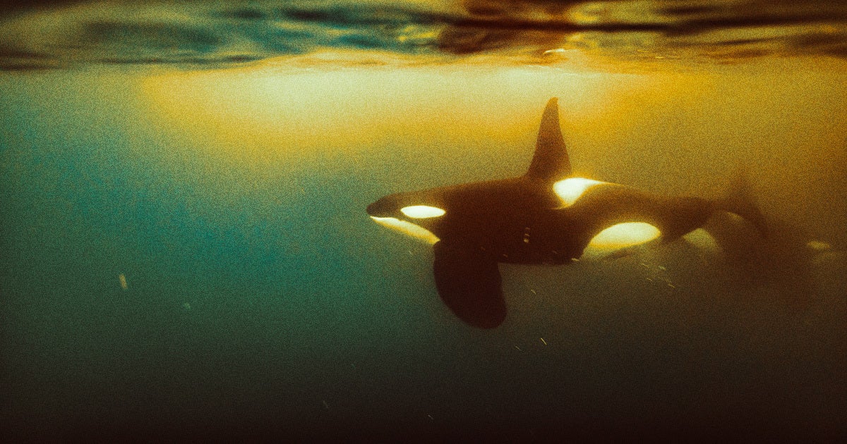 A New Zealand man did a belly flop into the ocean and tried to "body slam" an adult male orca swimming next to a boat, earning him a fine.