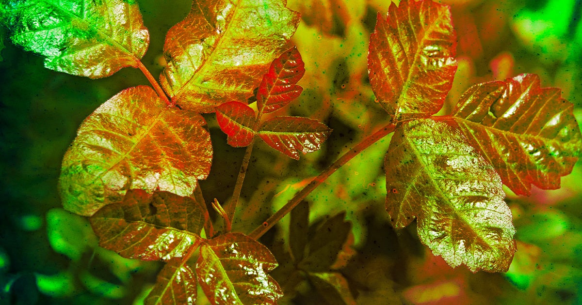 Jeff Horwitz, reporter for The Wall Street Journal, has developed an immunity to poison oak after eating the leaves in smoothies.