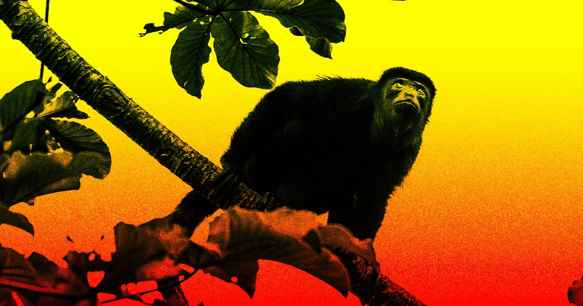 Ongoing Mexican heatwaves have killed at least 83 howler monkeys in Tabasco, where the primates were already threatened by habitat loss.