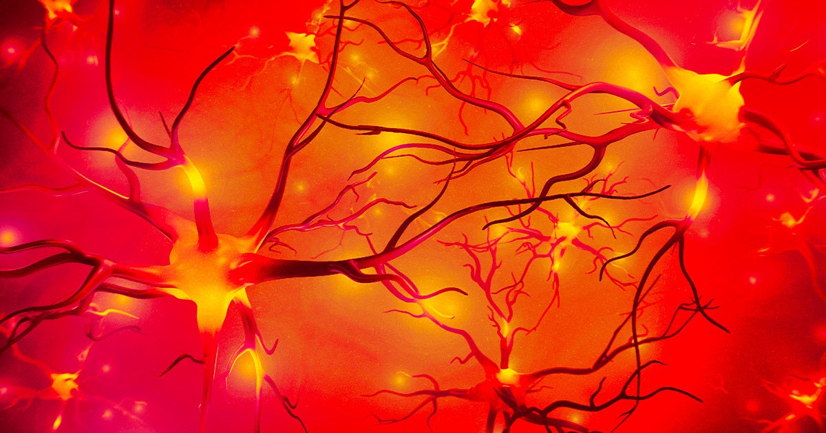 Scientists in Japan reversed the signs of Alzheimer’s in lab mice by restoring the healthy function of neuron synapses in their brains.