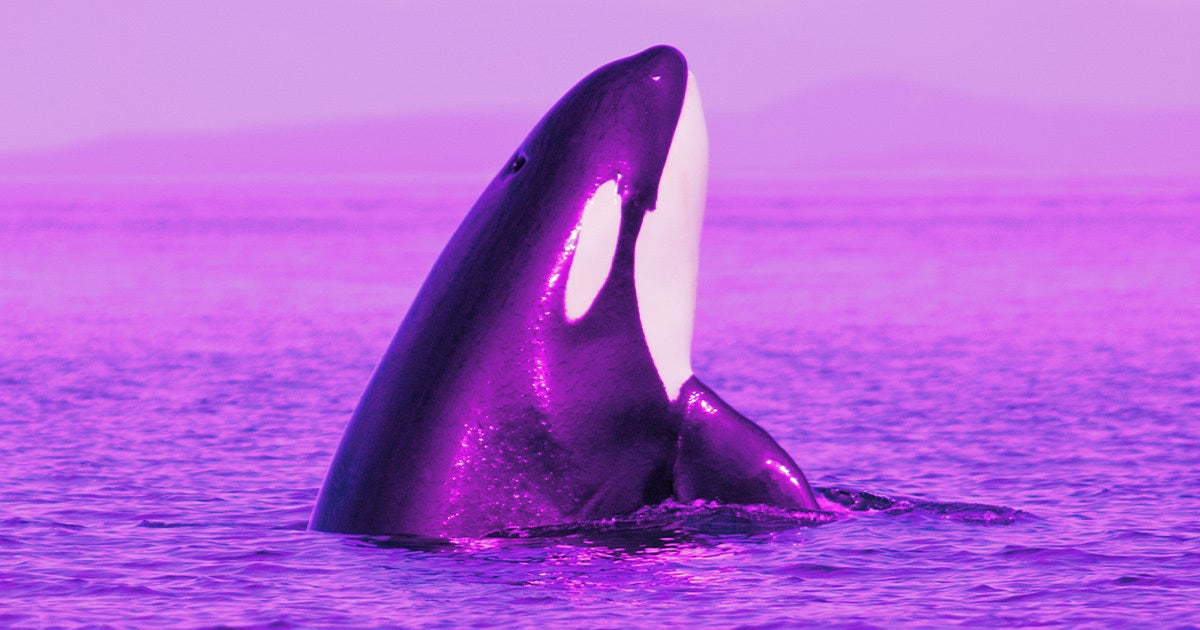 The orcas are back at it again off the coast of Spain, and this time, there's a new theory about their mysterious motivations. 