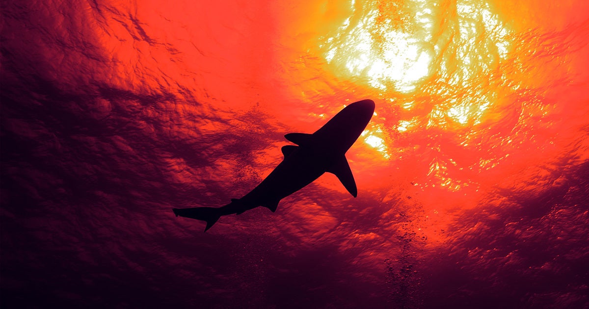The scientists were tracking a seven-foot long porbeagle shark, which is a formidable predator in its own right.