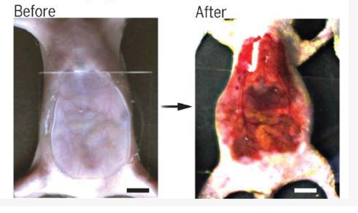 The technique involves using a common food dye used in Doritos chips, which can be applied to mice skin to turn it transparent.