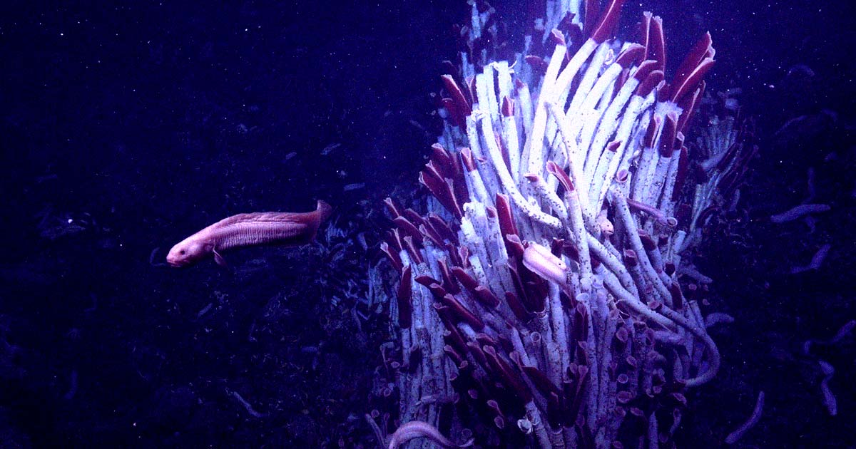 When scientists looked underneath the seafloor, they found a stunning alien landscape — and found way more life than expected. 