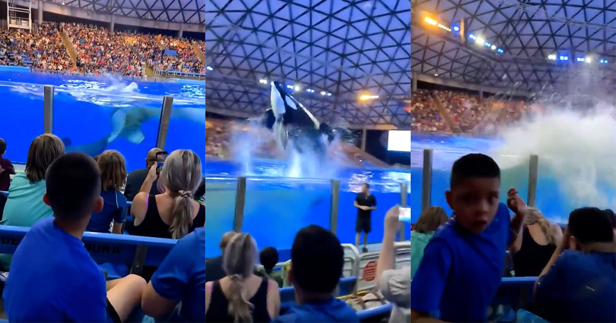 The captive orca held at SeaWorld San Antonio let out a huge cloud of feces — and then, moments later, made a huge splash.