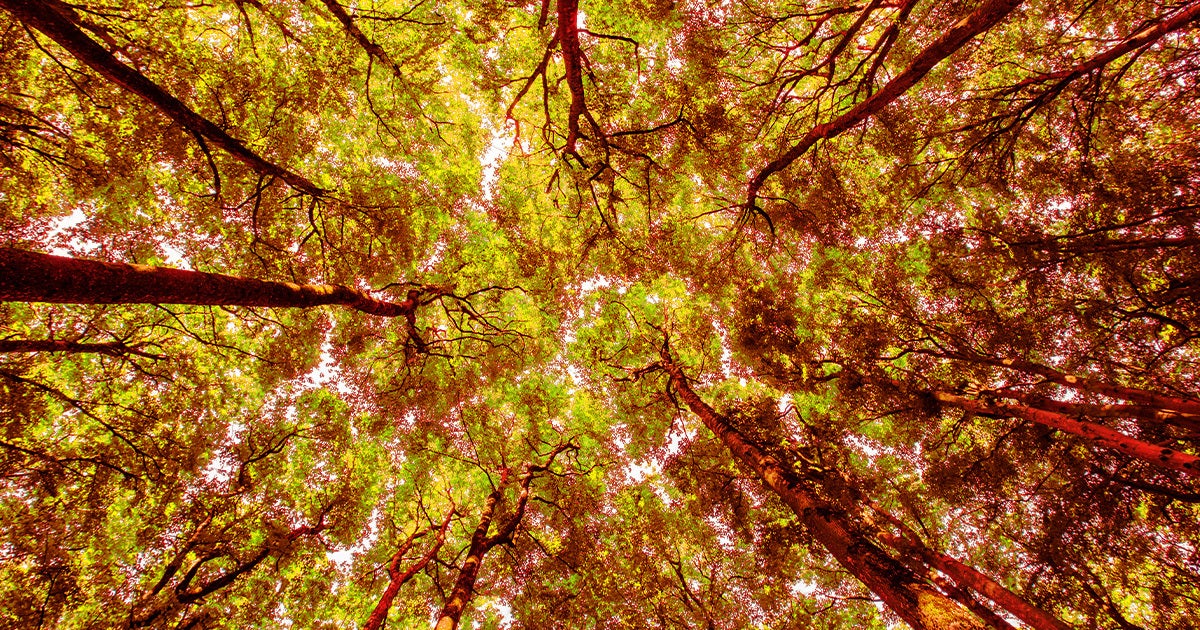 Preliminary data found that in 2023, some of Earth's natural carbon sinks momentarily stopped working — a troubling sign of a breaking point.