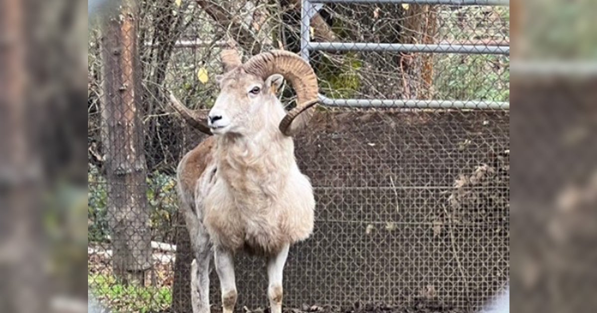 A Montana rancher is now facing time in prison for using cloned embryos to create enormous, hybrid sheep that he sold to hunters and breeders.
