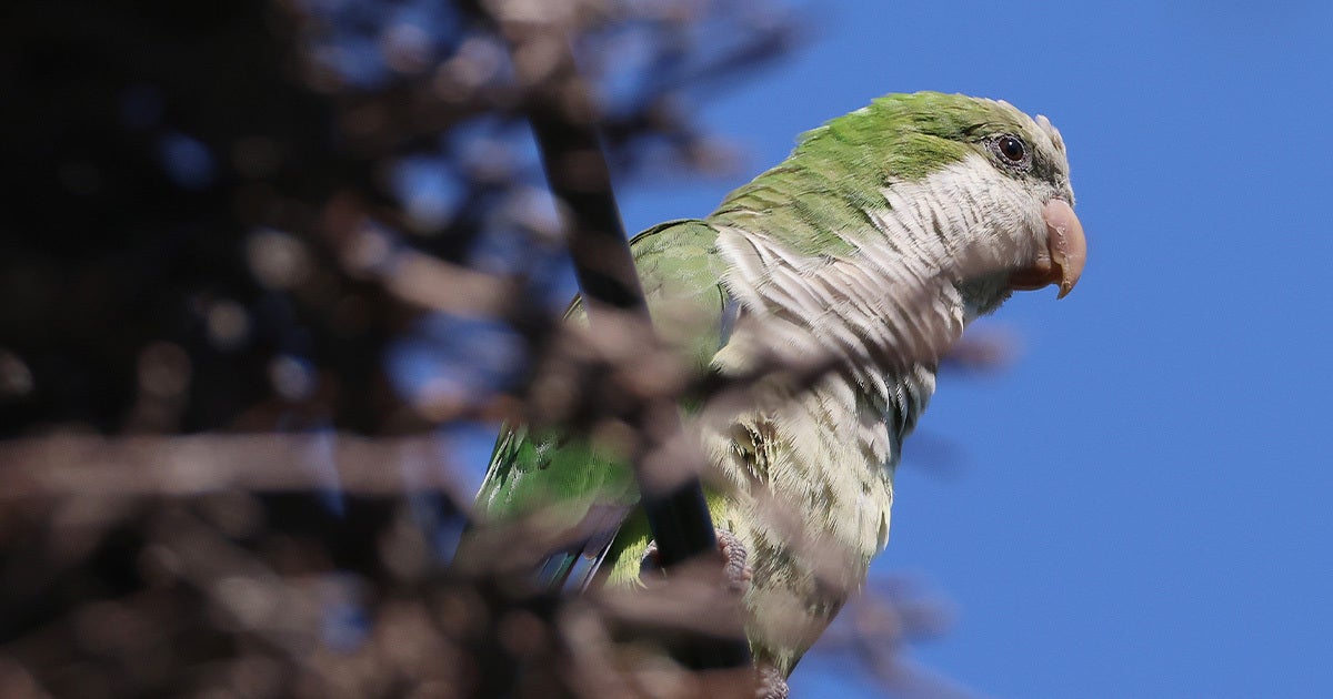 After their habitats were destroyed, tens of thousands of parrots have descended on a town in Argentina, terrorizing residents.