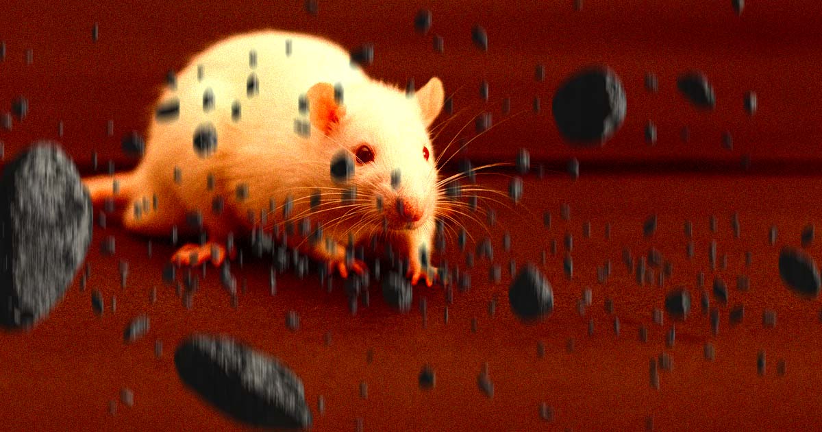 A specialist in the biology of sound has made an incredible observation about the "Jedi" smell-powers of mice and rats. 