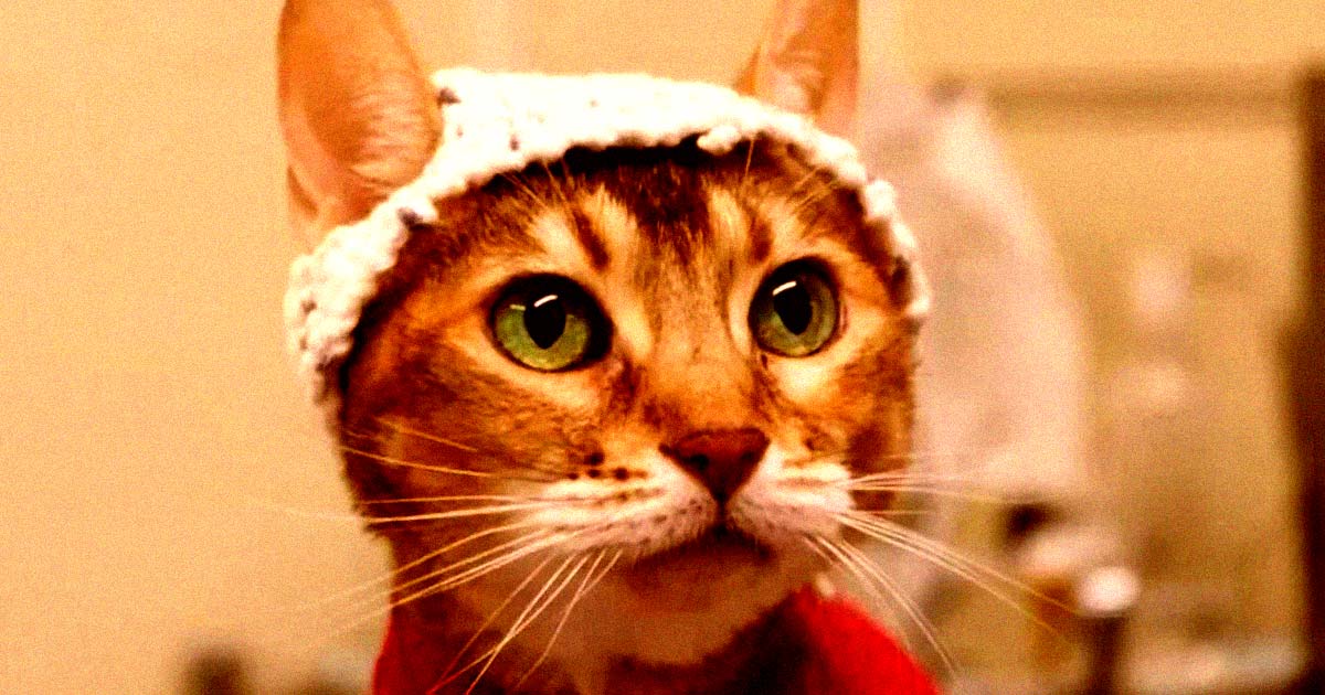 Veterinary researchers have devised a solution to head off feline resistance to brain scans: hiding the electrodes underneath crocheted hats.
