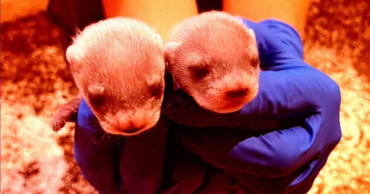 The US Fish and Wildlife Service has announced that a cloned black-footed ferret just produced the first-ever offspring in the country.