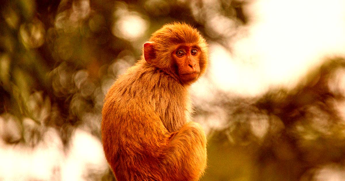Officials are still struggling to recapture monkeys that escaped a research facility in Yemassee, South Carolina, last week.