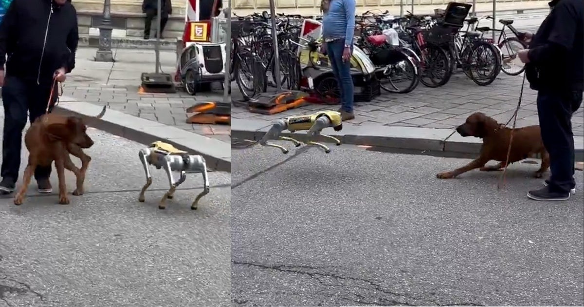 The internet is flooded with videos of robot dogs meeting real, furry puppies, who seem horrified to have come across a canine abomination.