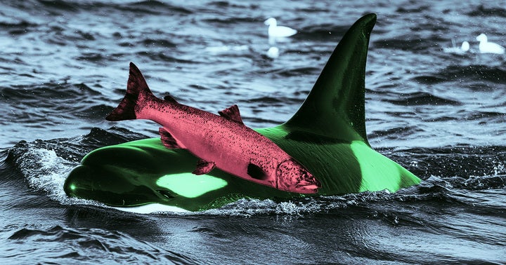 Orcas have once again been observed swimming around with dead salmon on their snout as "hats" — and why they do this remains a mystery.
