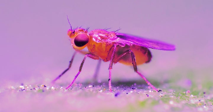 A new payload of fruit flies on China's Tiangong space station will be used to study the effects of living in deep space environment.