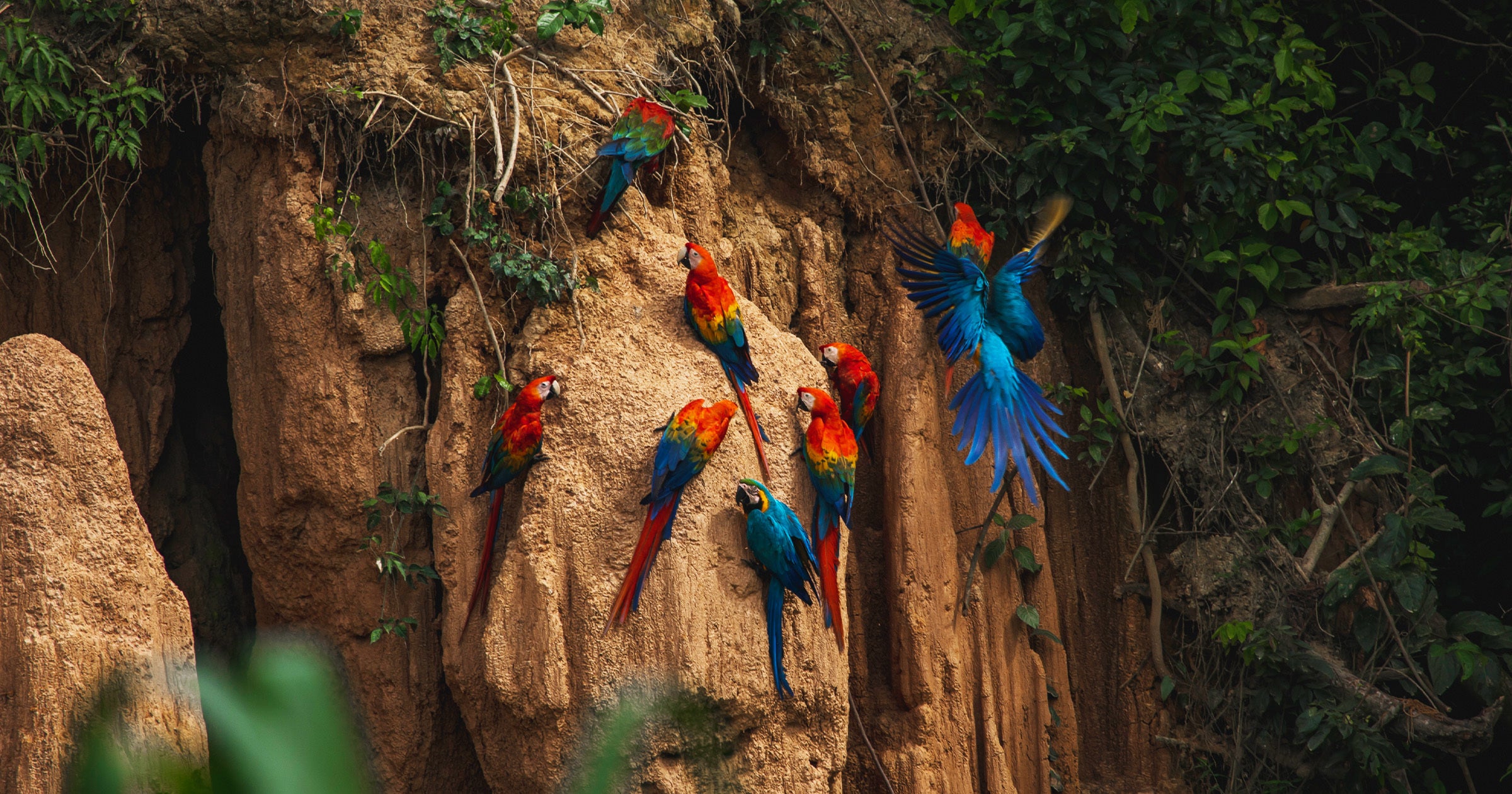 Climate Change Has Driven the Amazon Rainforest to the Edge of a "Tipping Point"