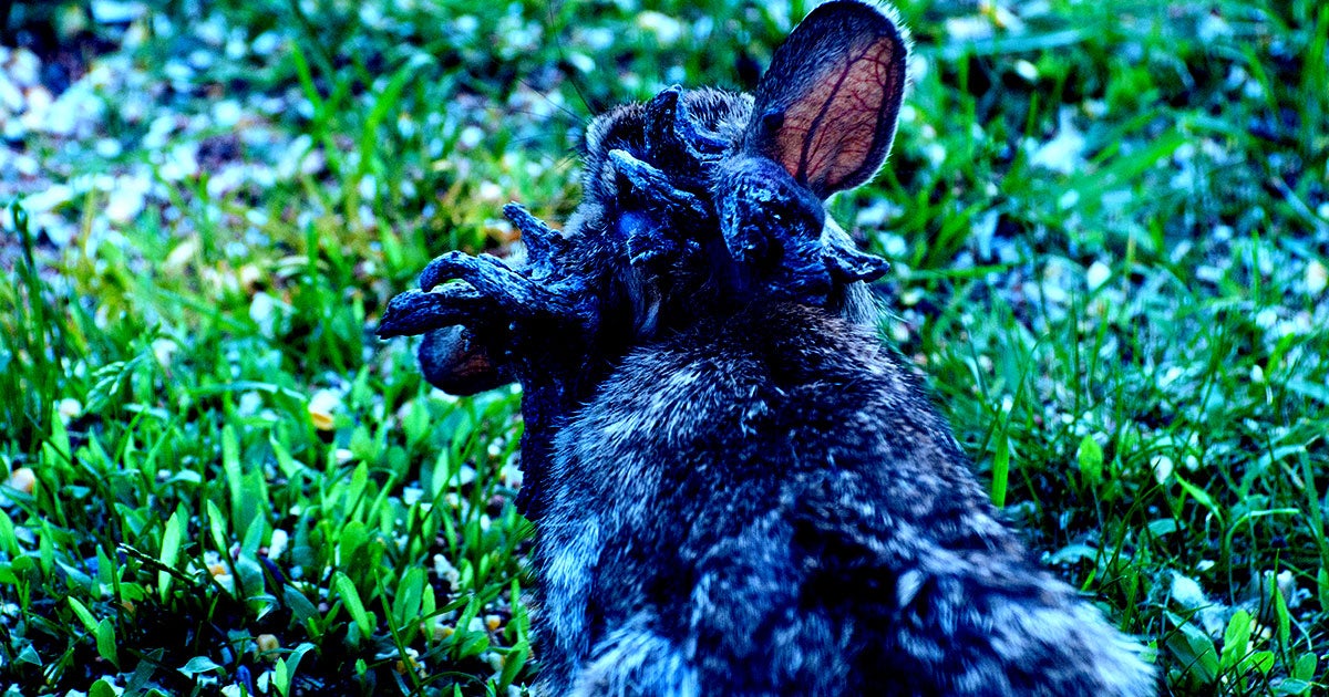 Terrifying rabbits with spiny black tentacles on their faces have been spotted in Colorado. They look hellish, but they're not dangerous.