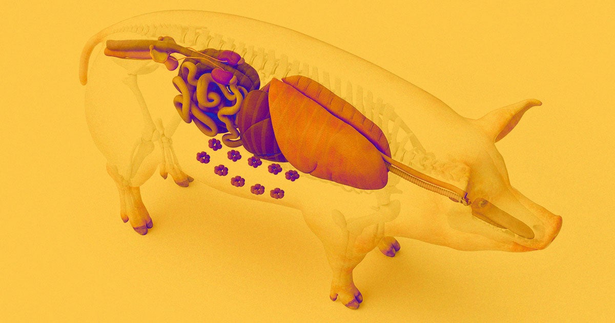 Scientists Just Transplanted a Pig Lung Into a Human for the First Time