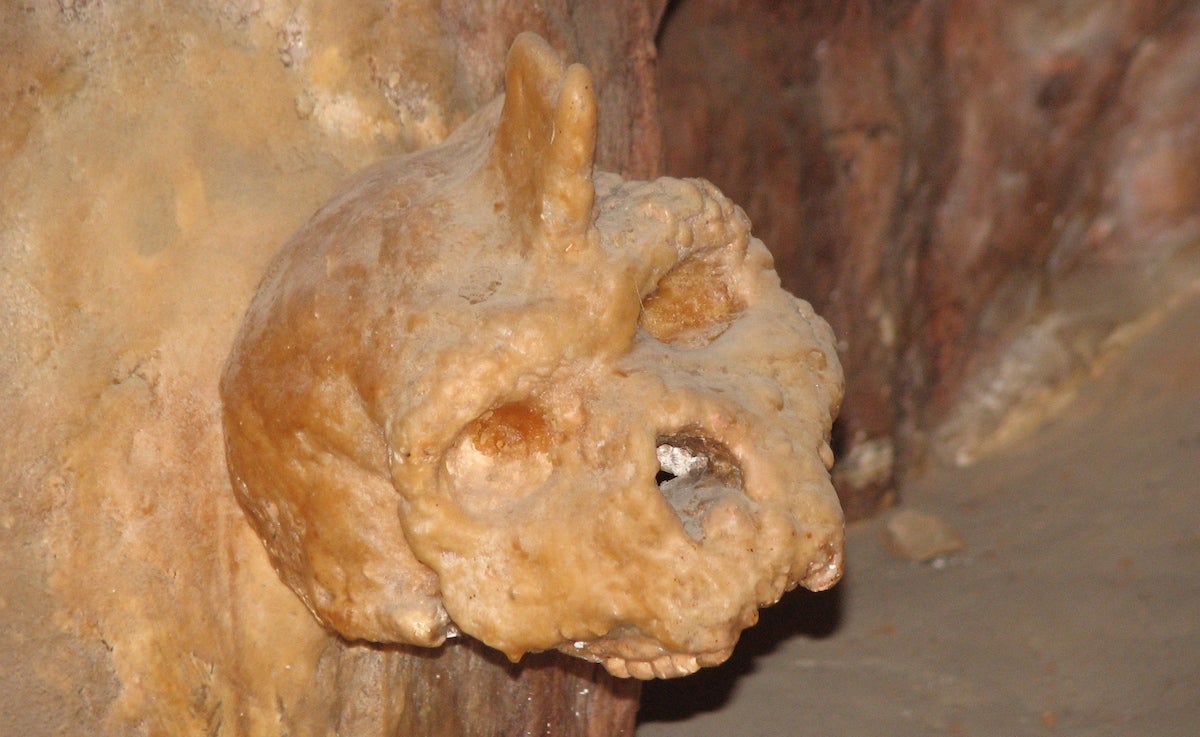 A partial skull, covered in brown-orange calcite with a partial stalgmite sticking out of its top, sits fused to a cave wall of a similar hue in the Petralona caves in Macedonia, Greece. Image via Nandina/Wikimedia Commons.