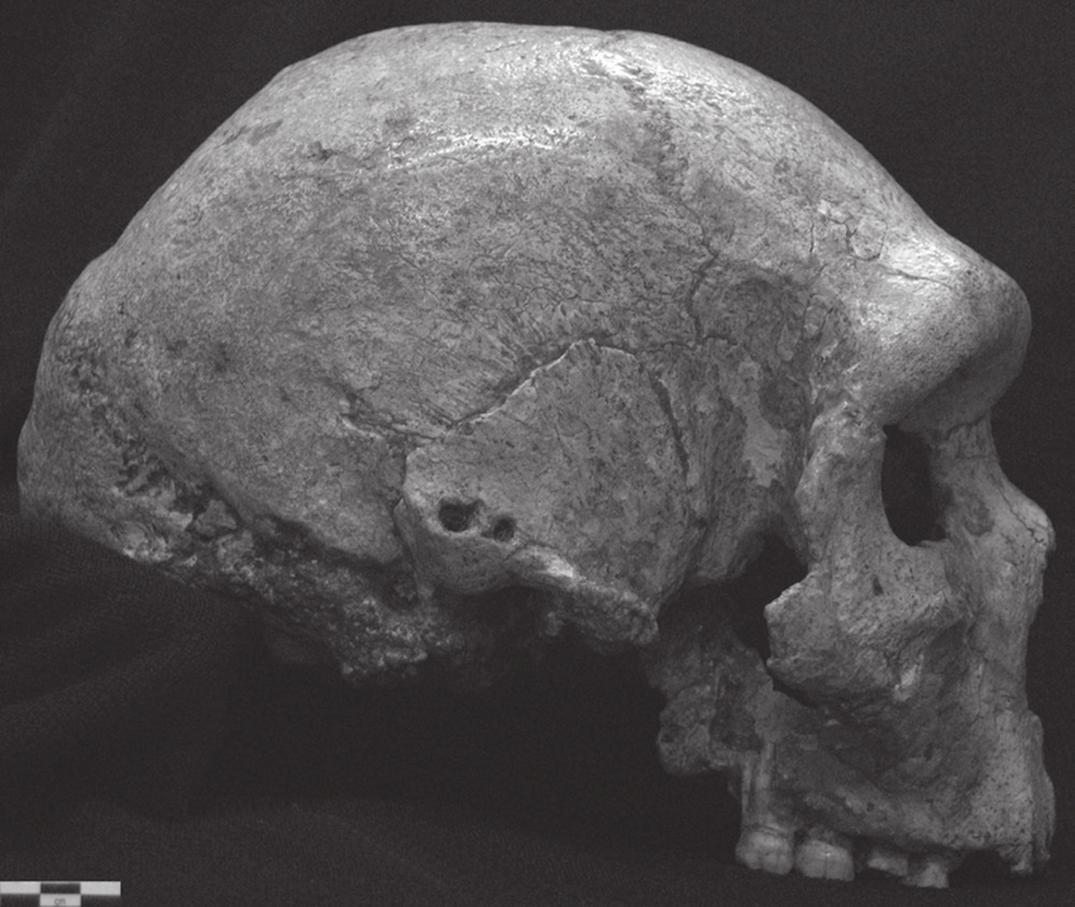 A black-and-white photo of the left side of a skull, known as the "Petralona skull," discovered in 1960 in the Petralona caves in Greece. Image via A. Mounier. 