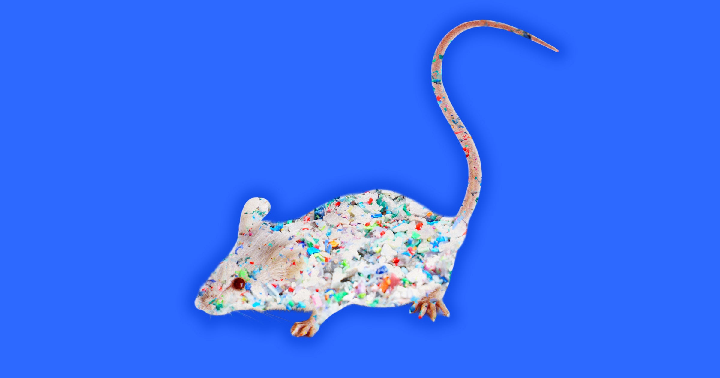 After less than a month of being exposed to microplastics in their diet, the mice developed clear dementia symptoms.